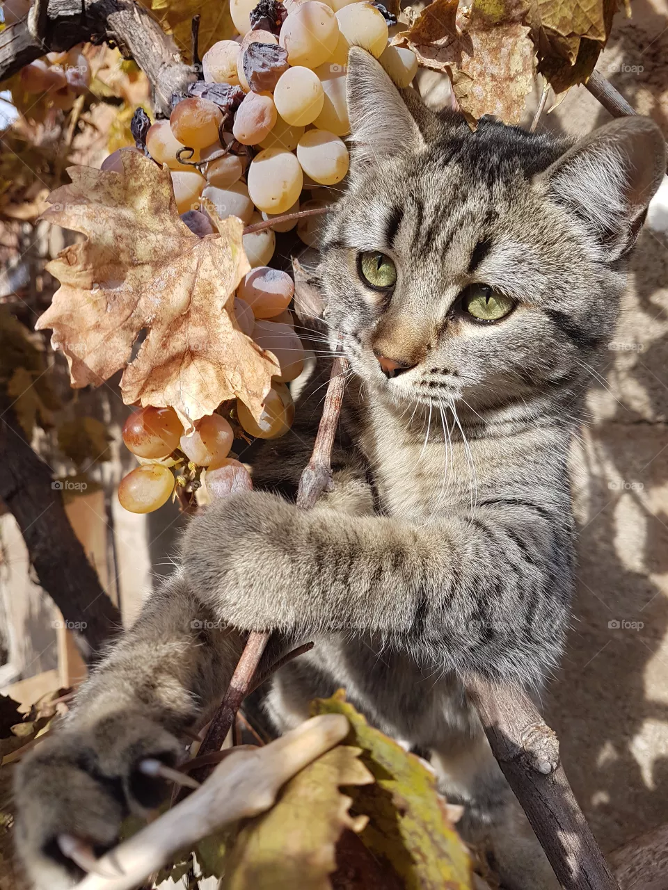 gato