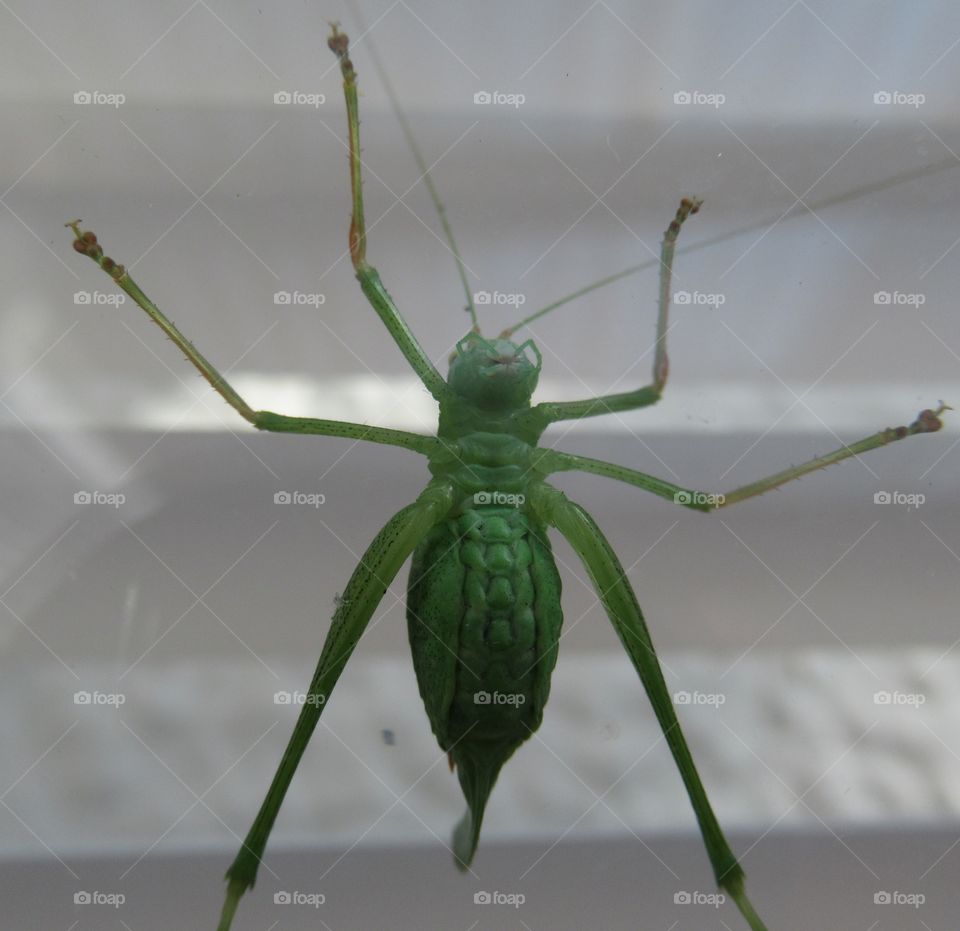 Bush cricket on glass door and nestled between the blinds on the door
