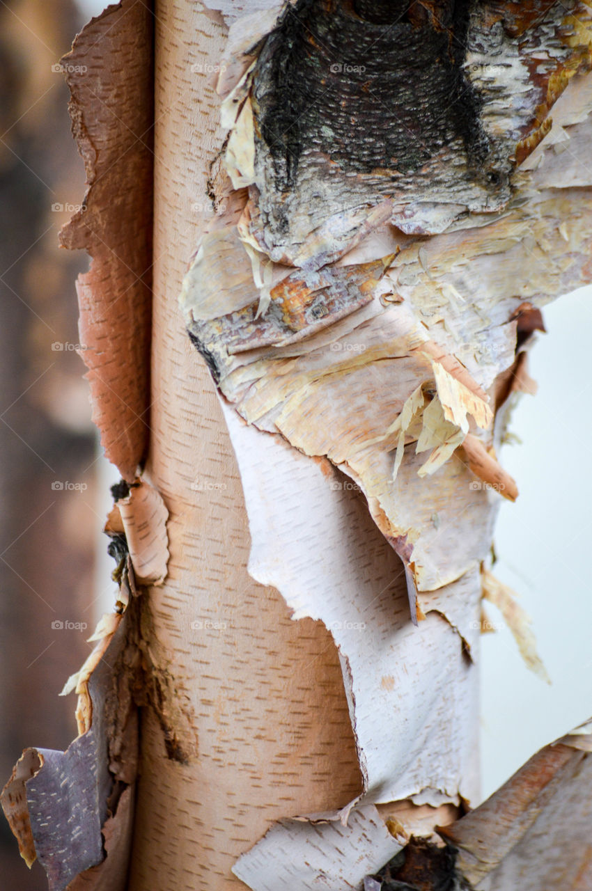 Peeling tree bark