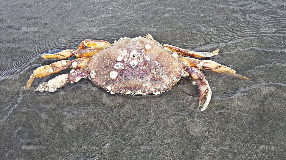 Lifeless crab