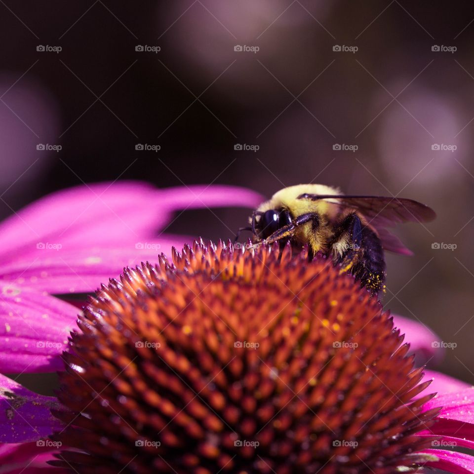 Bee, Insect, Honey, Pollen, Nature