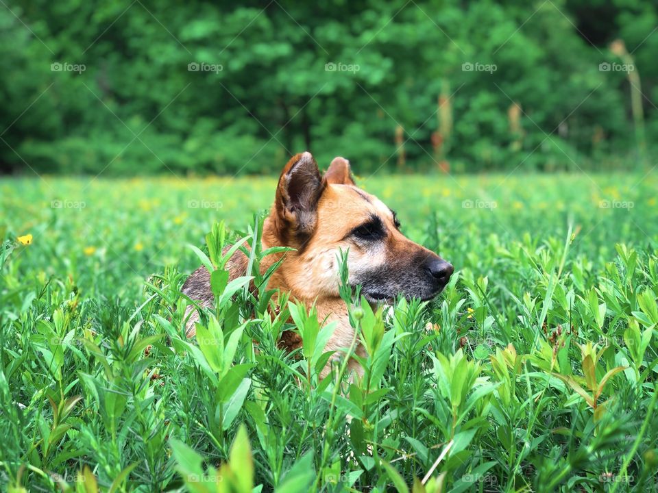 Dog in grass 