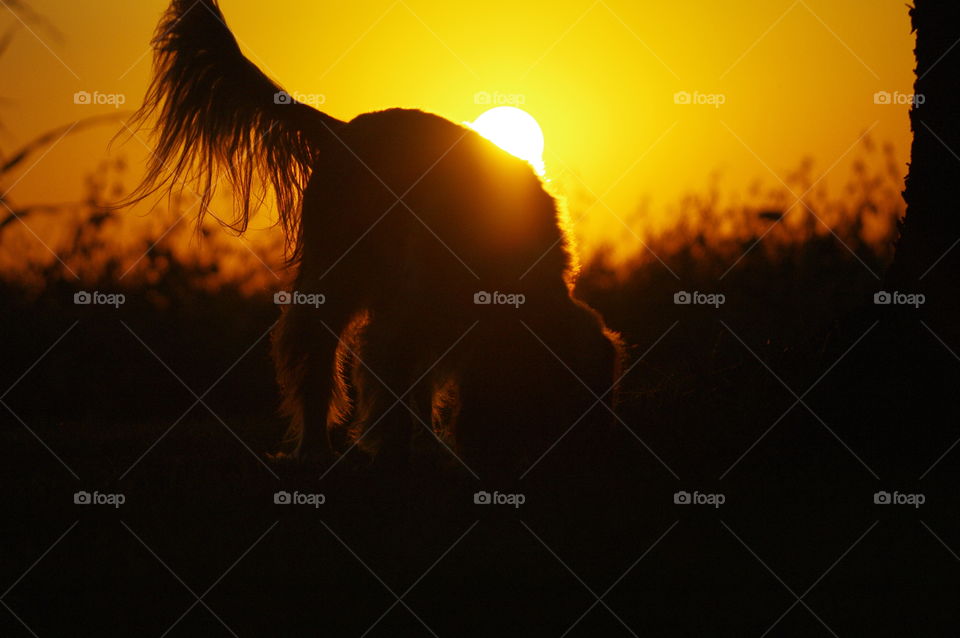puppy in the sunset