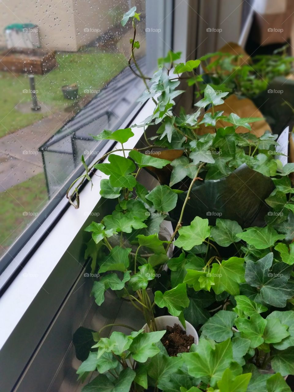 houseplant by rainy window with greenhouse in background