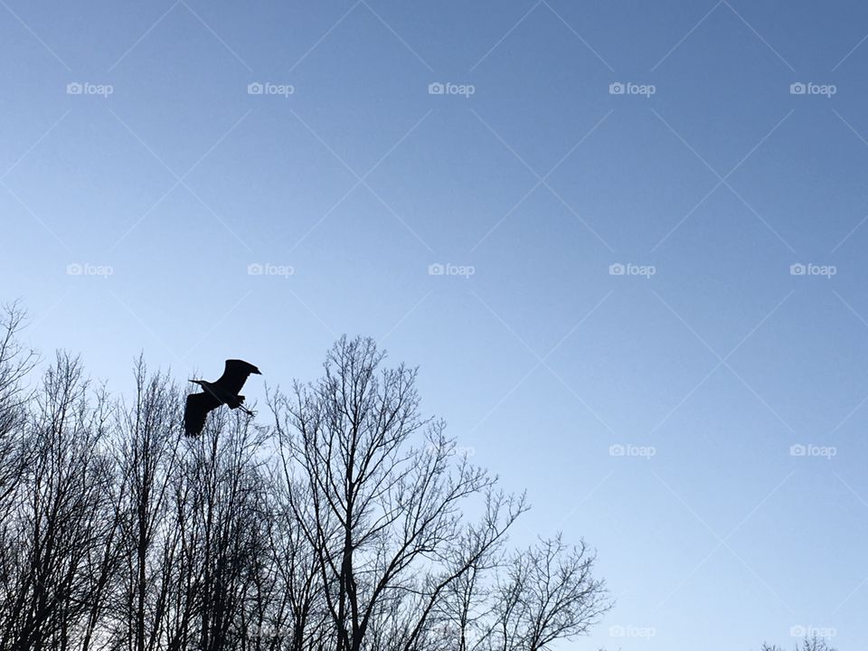 Heron flying among trees
