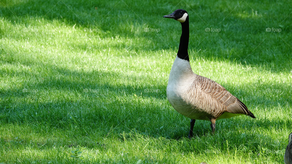 Canada goose.
