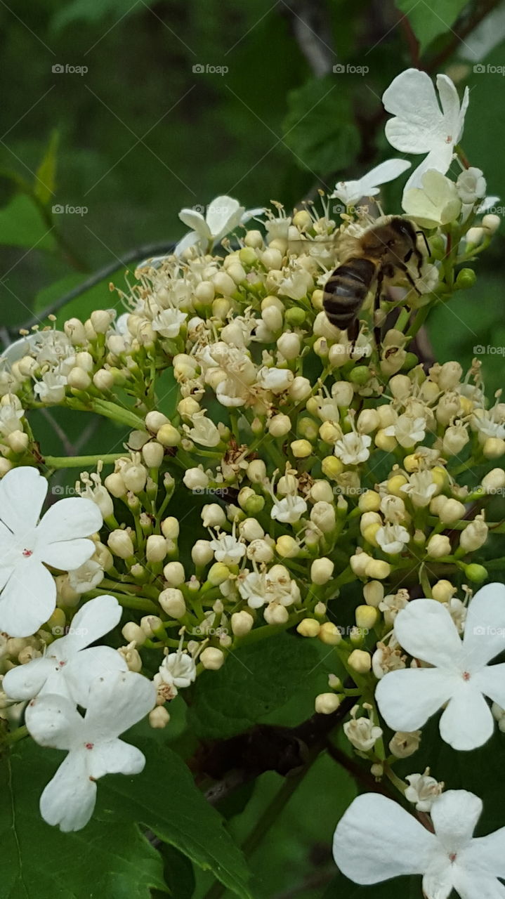 Flower of a viburnum and bee
