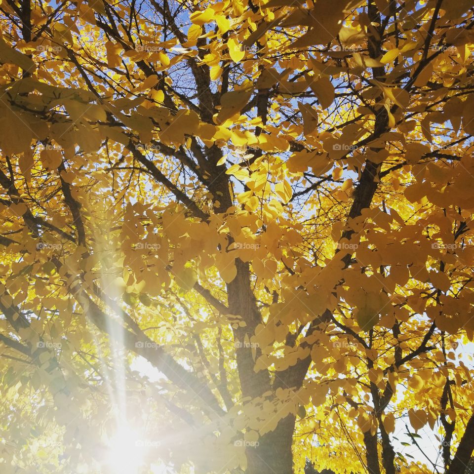 This photo is a beautiful take on the colorful fall colors experienced in Washington while the sun gorgeously shines through the leaves of the tree.