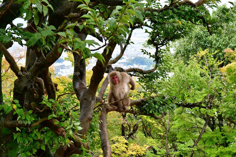 Japanese macaque sitting on the tree