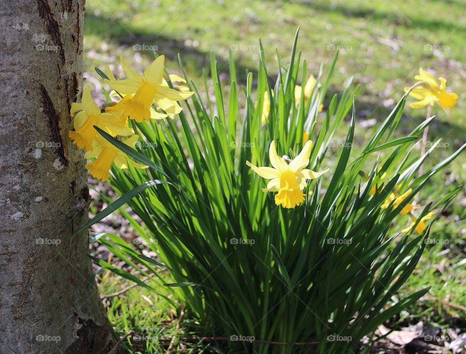 Spring daffodils