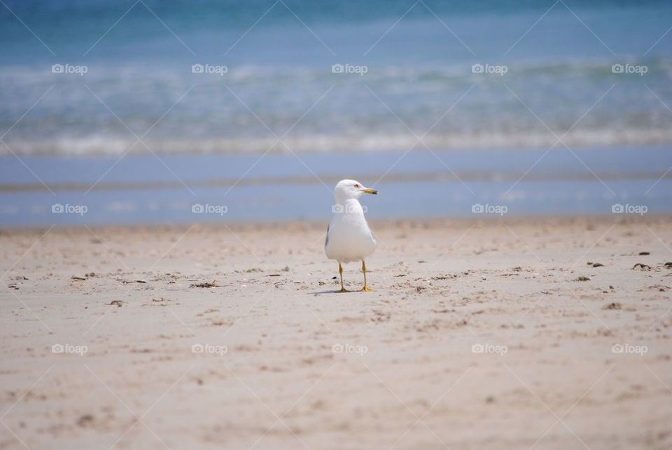 beach ocean summer bird by mcrisrivera