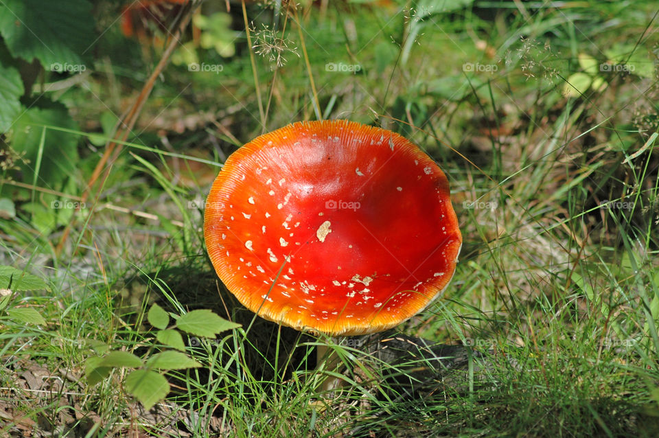 fungus