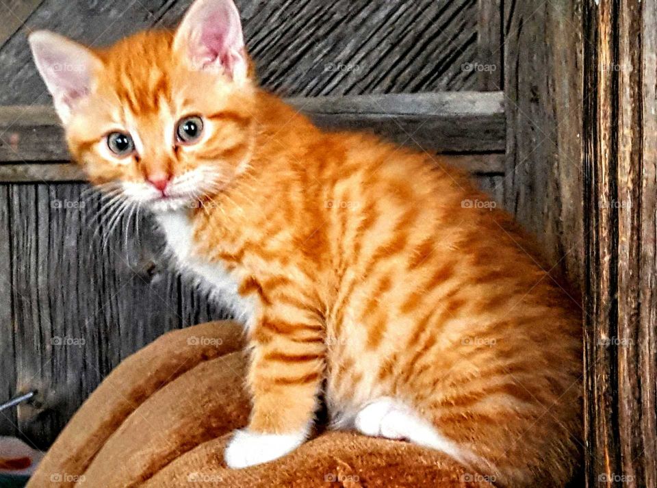 Portrait of a ginger cat