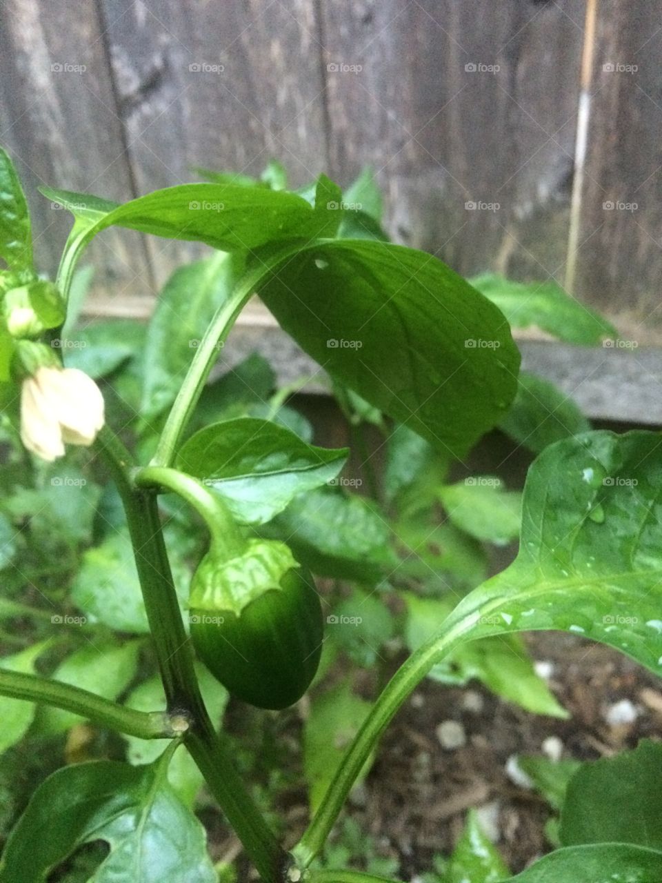 Growing Green Pepper 