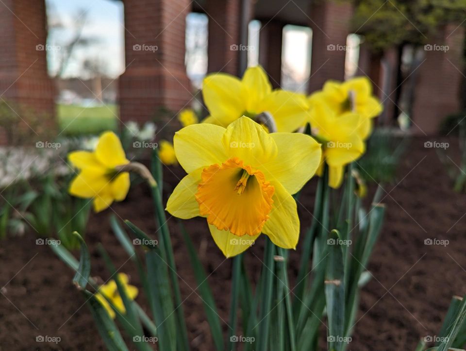 Wild daffodils on the house front