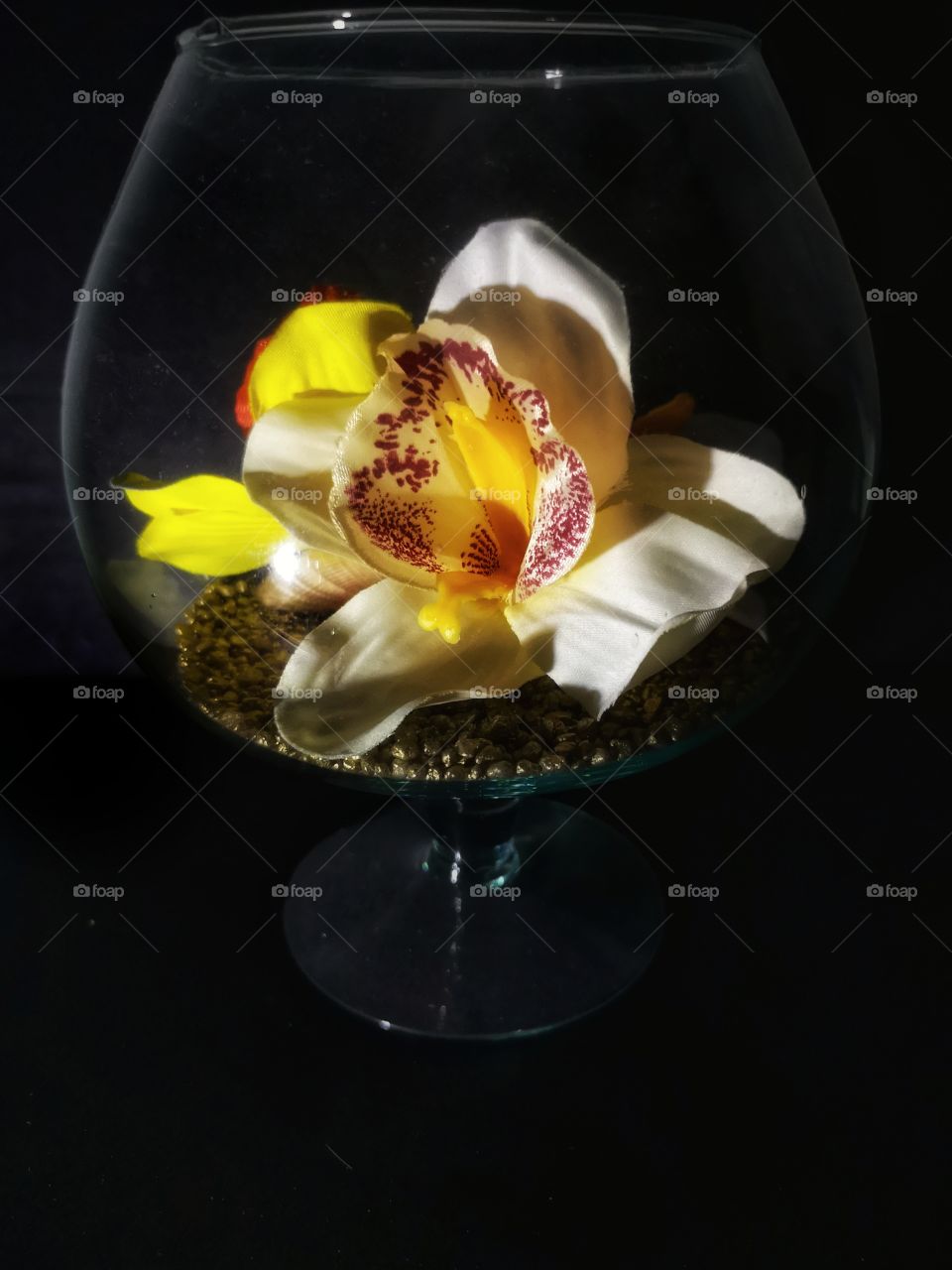 Orchid in a glass. Studio shot