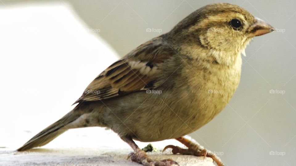 Sparrow rare bird 