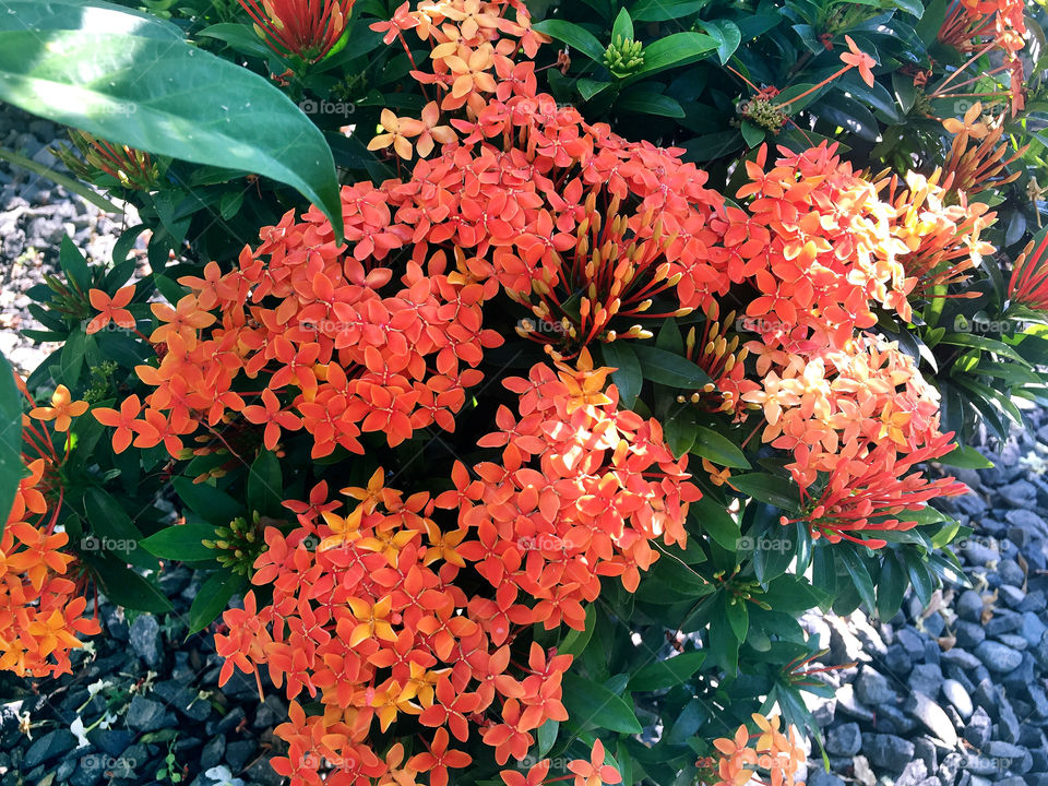 Orange flowers