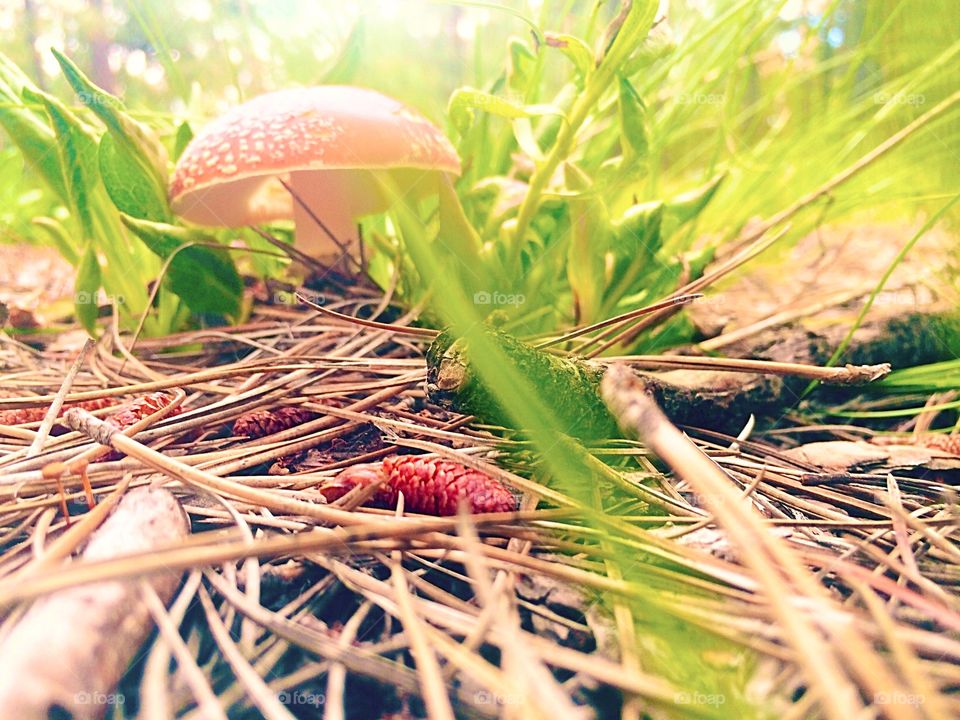 Golden Hour Mushroom