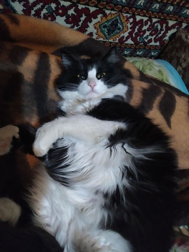 cat