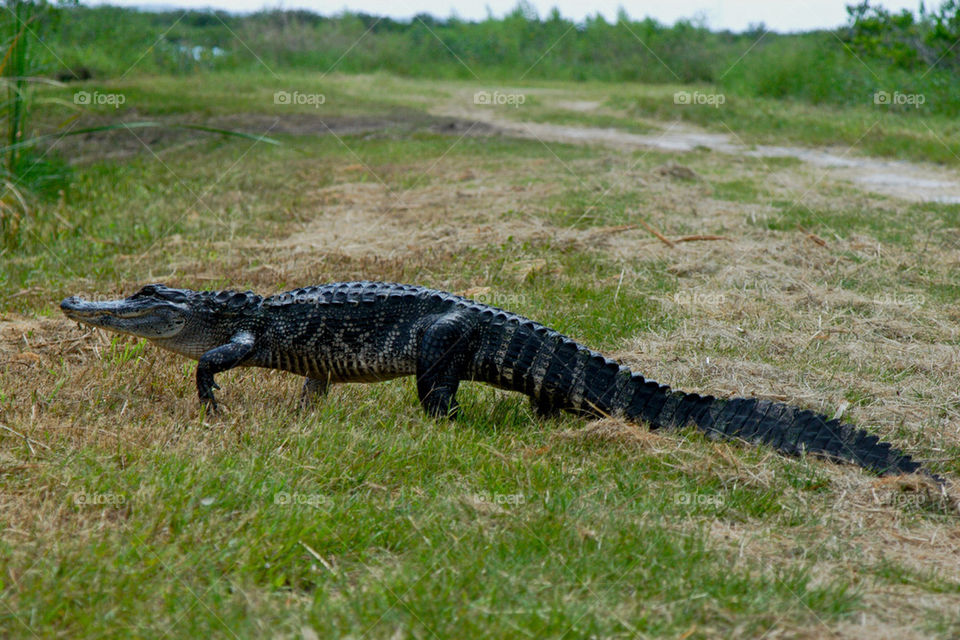 nature path hike walk by dslmac2