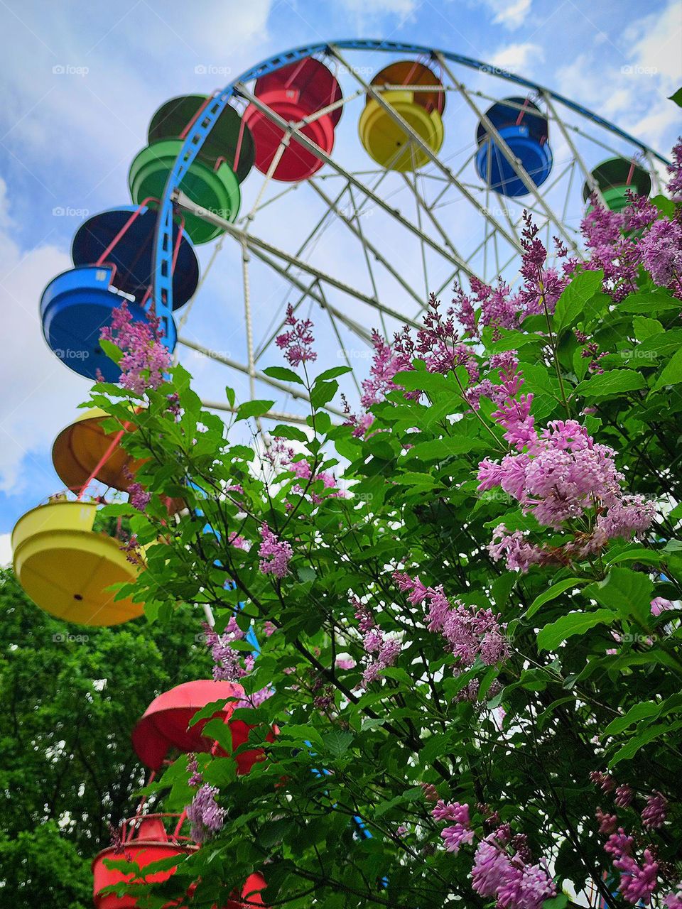 Attraction "Ferris wheel" with multi-colored booths against the background of a blue sky with white clouds. In the foreground of the Ferris wheel is a green lilac bush with purple flowers.