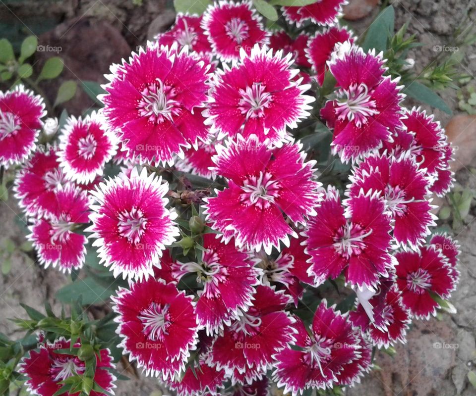 Beautiful deep pink colour fresh flower with pink and white shades