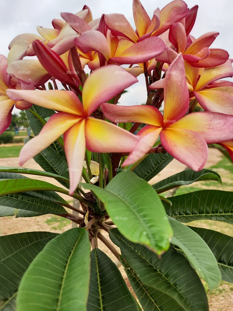 green plants and beautiful flowers in the square
