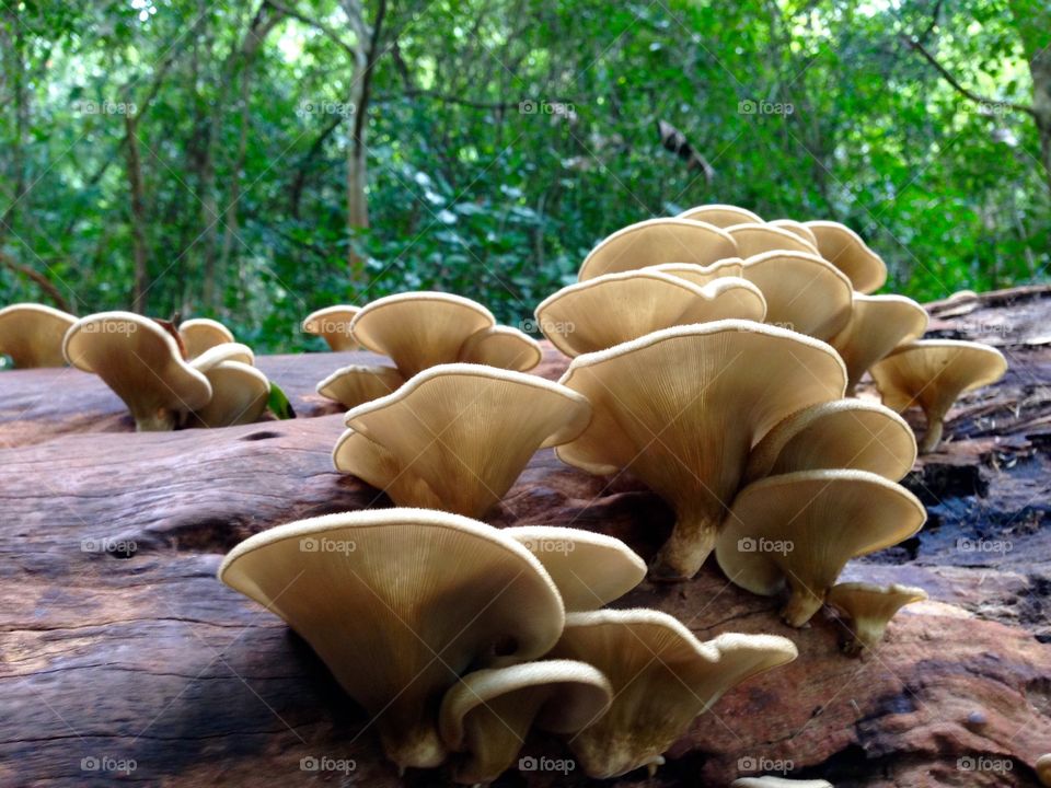 While log mushroom In krabi