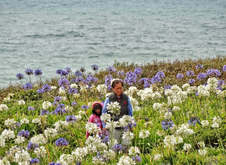 Being A Grandparent. Grandfather And Granddaughter Walking Through A Field Of Wildflowers
