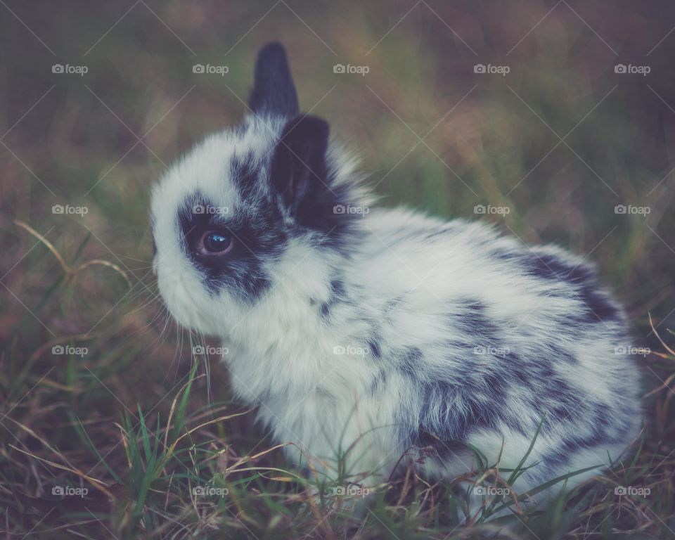 Black bunny on grass