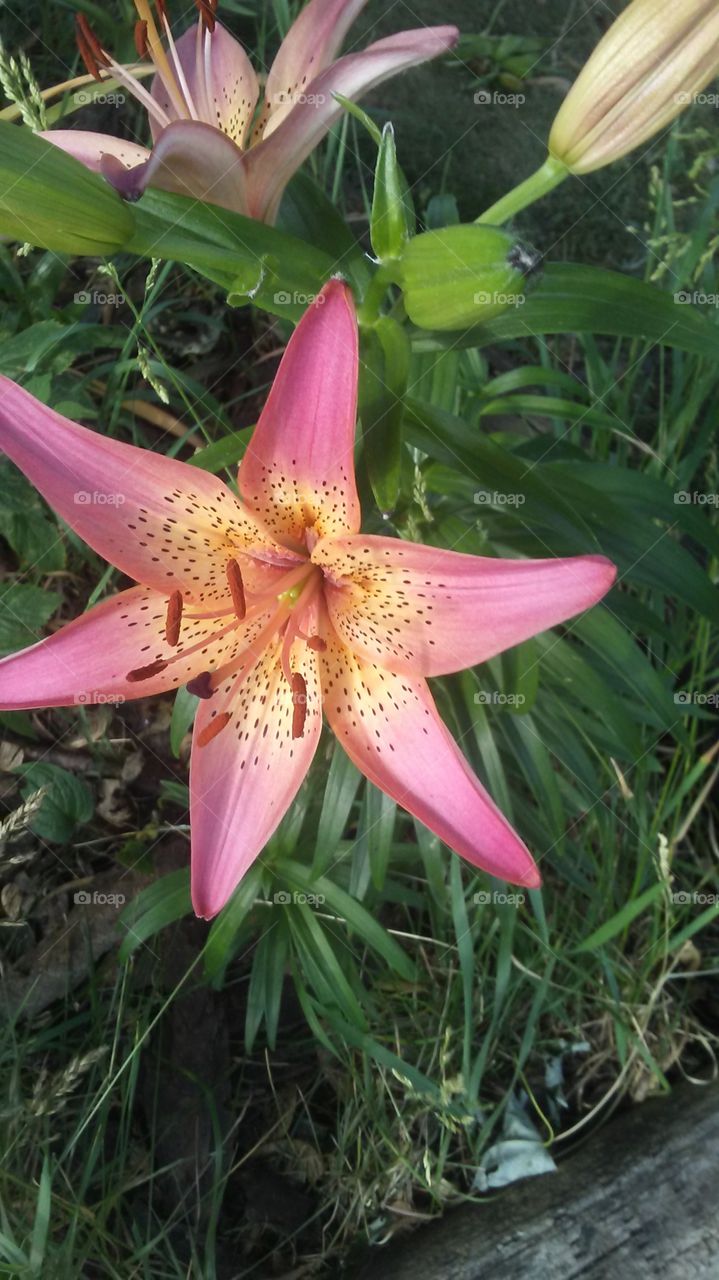 Pink Specka Lily