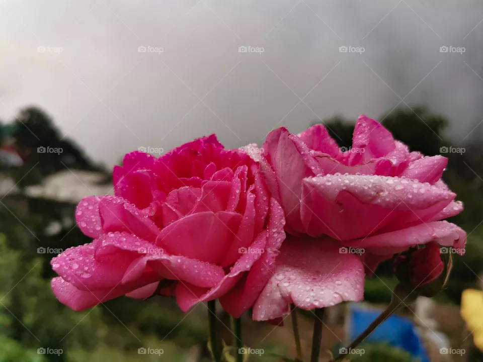 Rain on trose