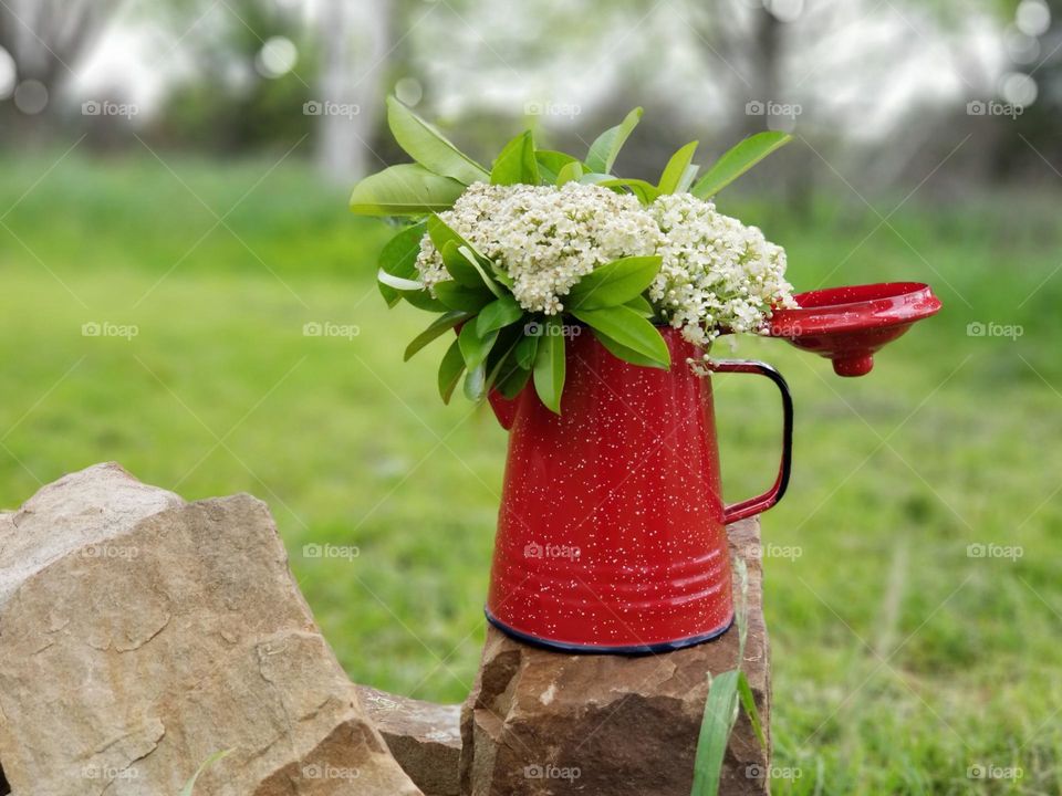 Red Tip Photinia Flowers in a Red Campfire Coffee Pot for a Vase Outside on Rocks