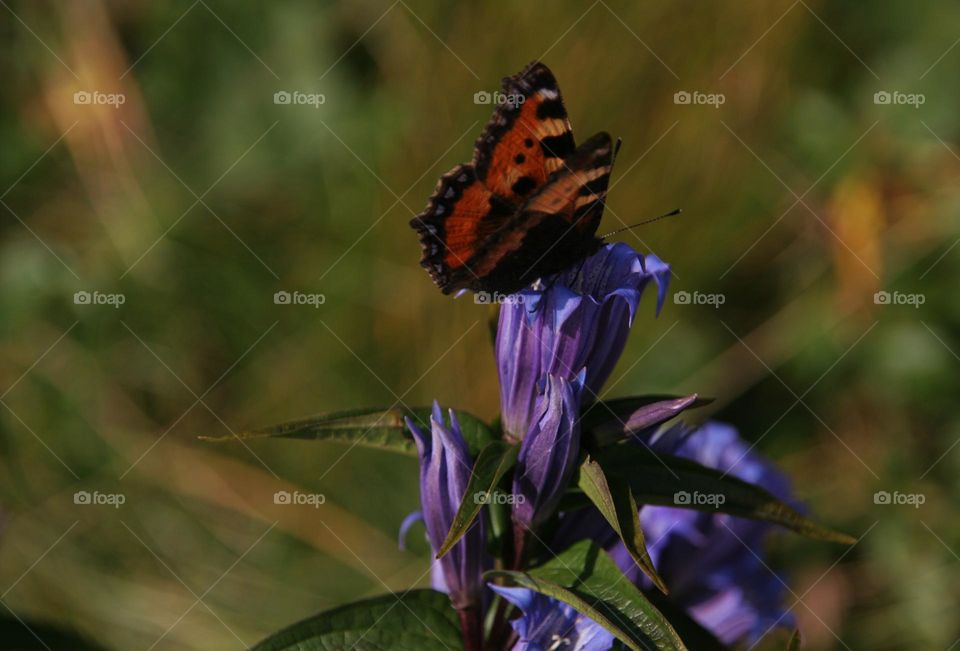 Butterfly on a violet flower