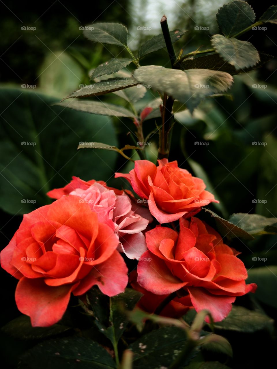 Blooming orange roses with a scarlet shade