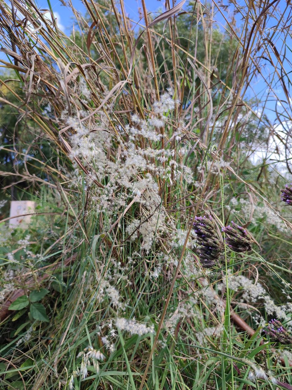 Tricholaena teneriffae gras and wild purple flowers