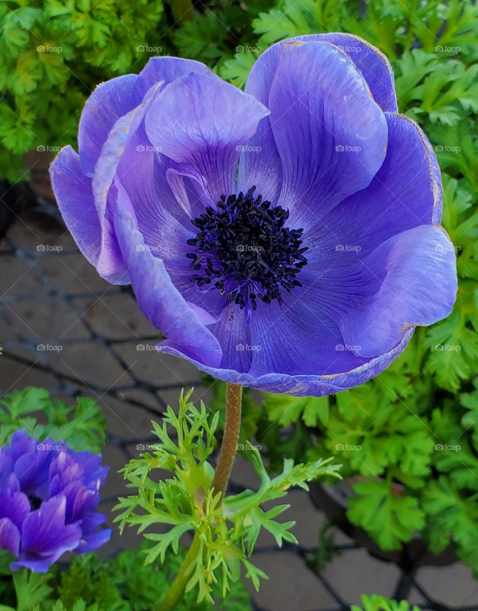 Purple Flower in the Garden