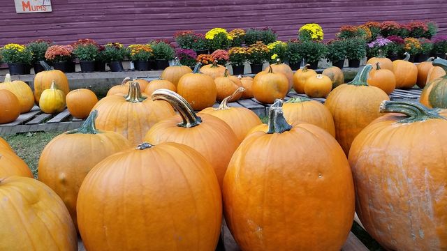 Pumpkins Galore