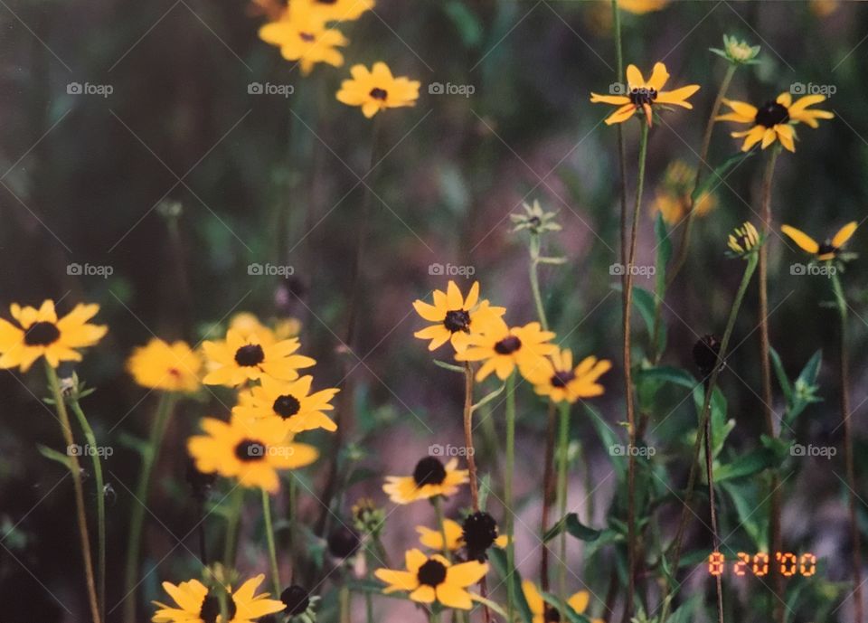Black eyed Susan , flowers 