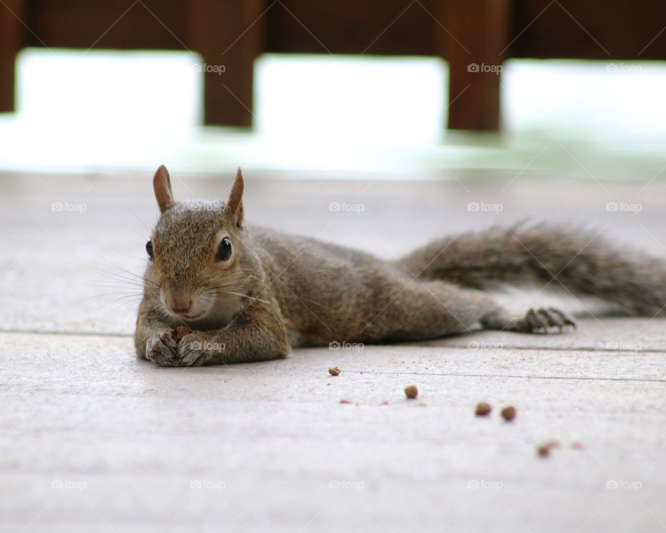 Adorable squirrel on deck