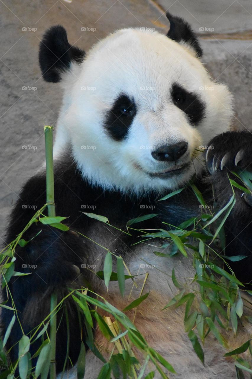 Giant panda eating and smiling 