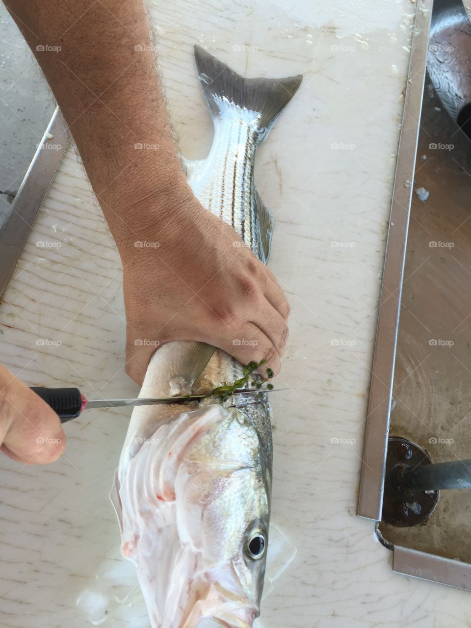 Fish Filleting