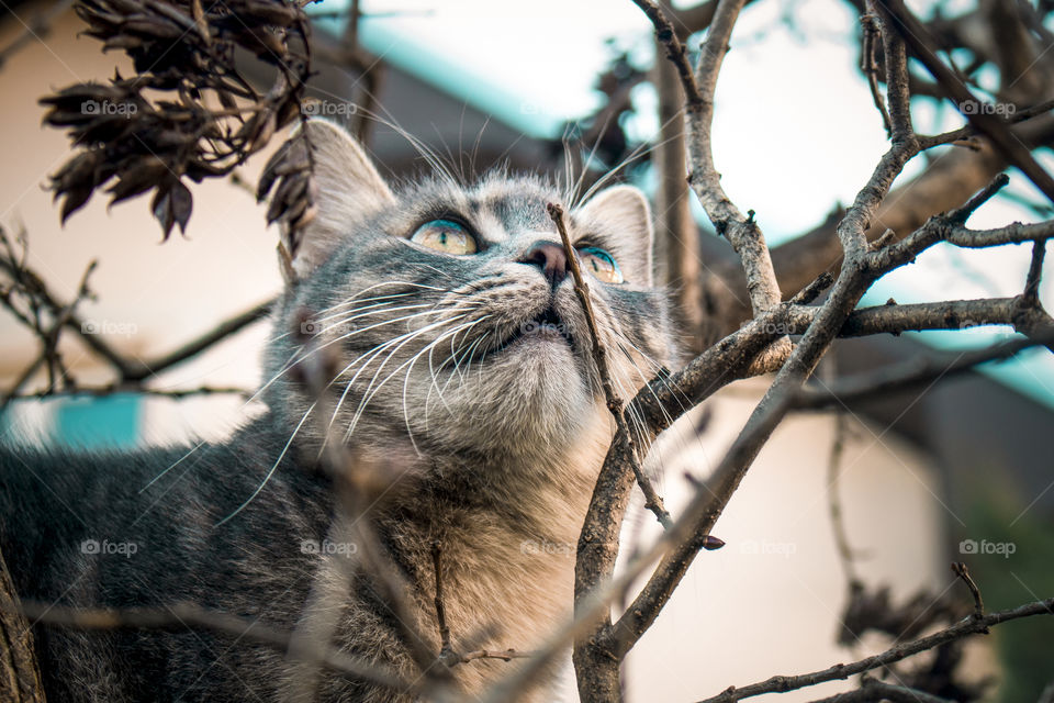 A cat in the tree looking up