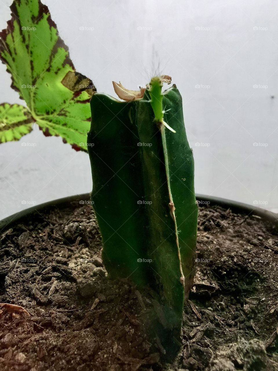 A little cactus growing on the earth day