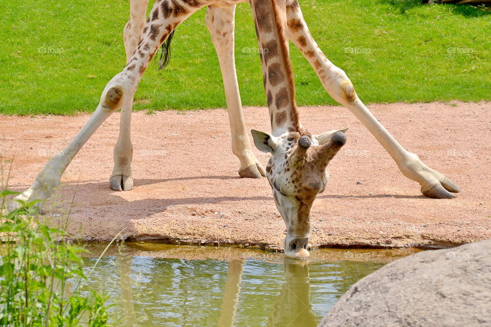 giraffa che beve
