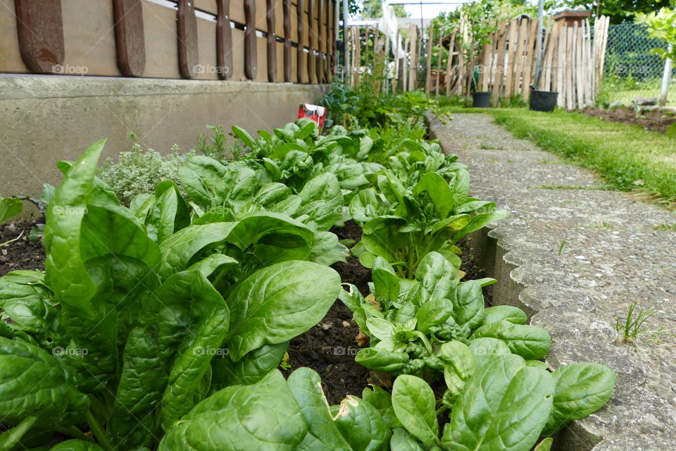 Urban Gardening