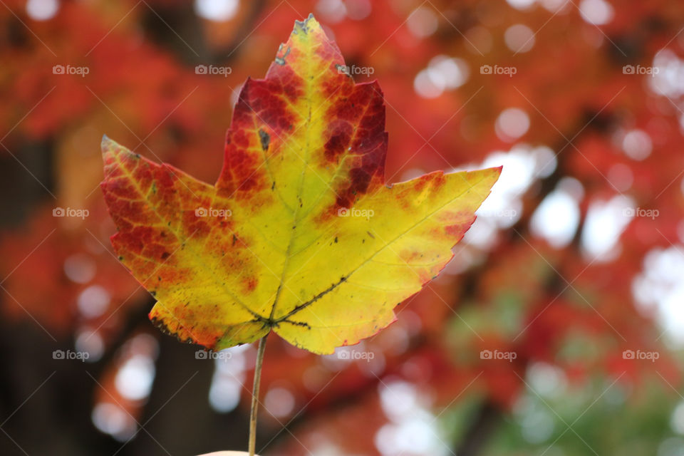 Fall leaf