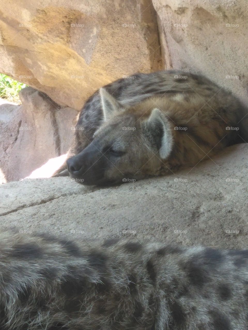 Sleepy hyena