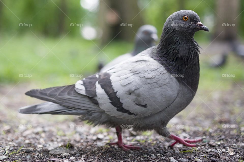 Pigeon close up portrait.  low angle view
